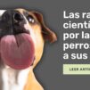 Descubre porqué lamen los perros a sus dueños