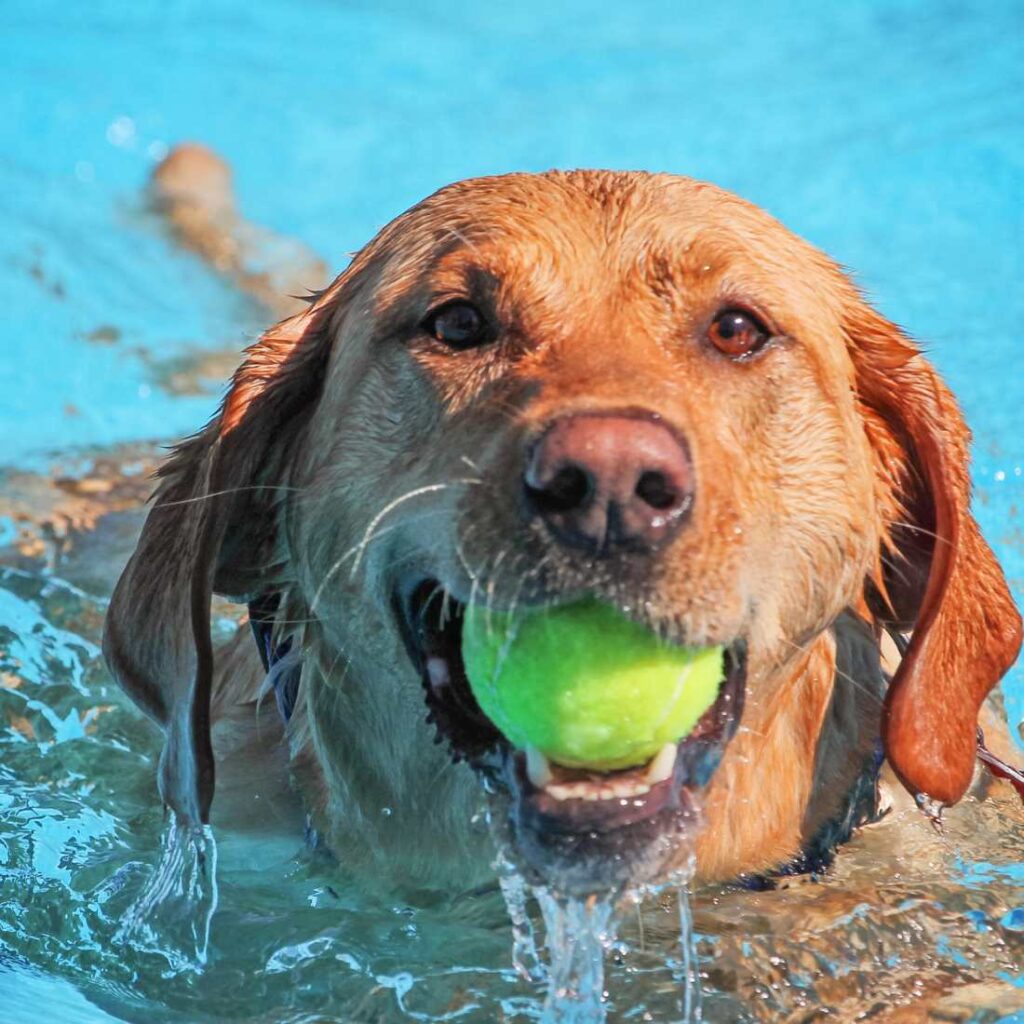 Diversión en playa con tu perro por Magistral Royal