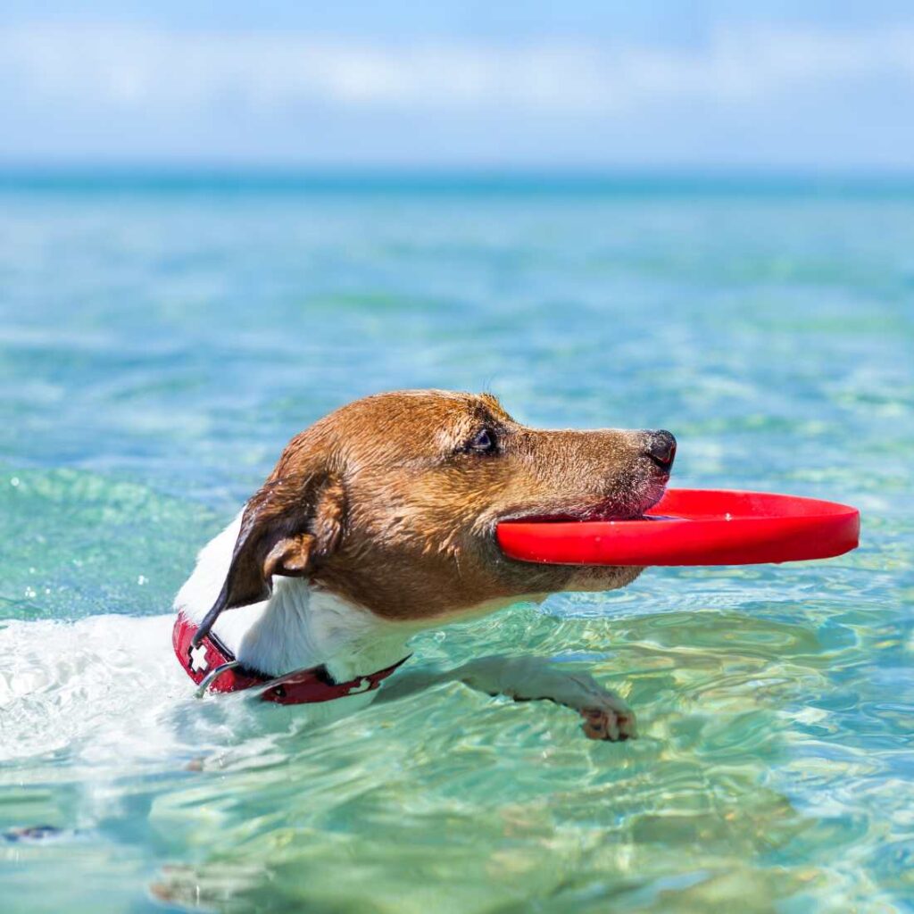 Jugar en verano con tu perro por Magistral Royal