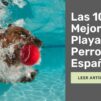 Las 10 Mejores Playas para Perros en España Un Paraíso para tu Mascota