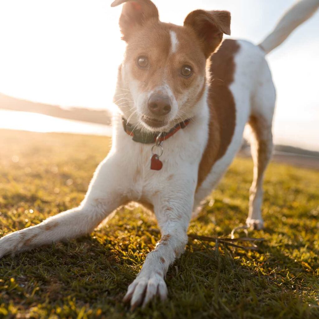 Las mejores playas de España para perros por Magistral Royal