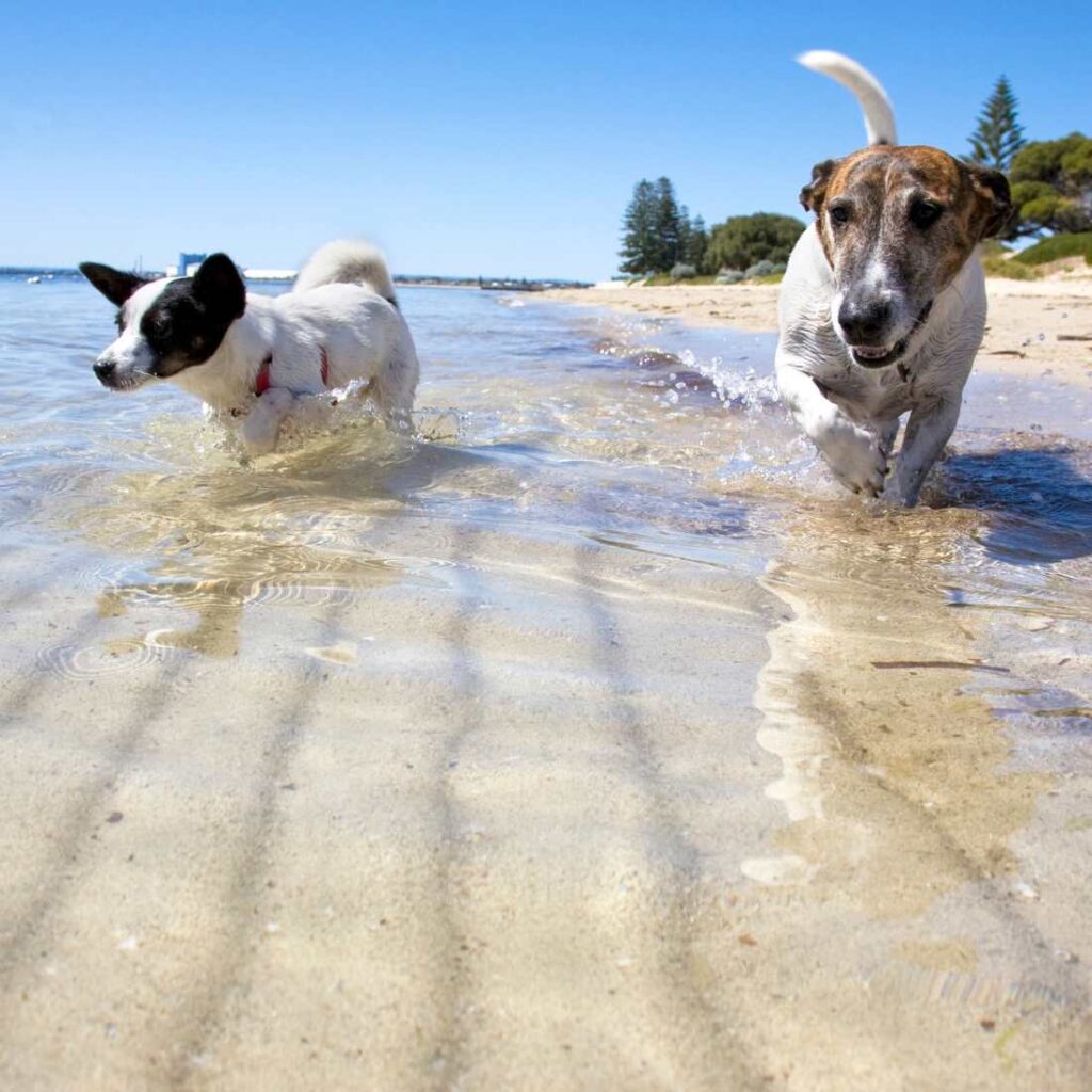 Verano y perros qué hacer por Magistral Royal